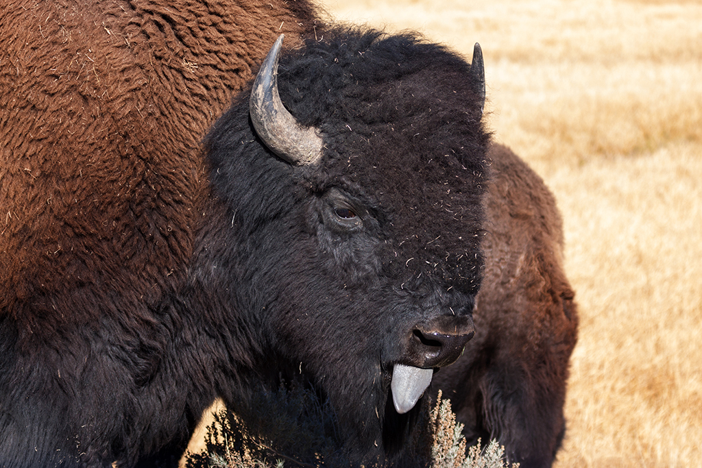 10-06 - 21.jpg - Yellowstone National Park, WY